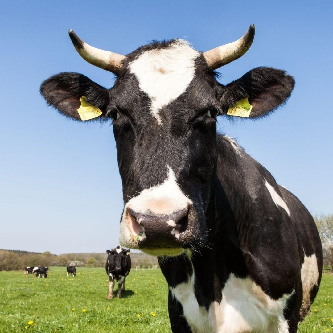 Vache noire et blanche dans un pré, image illustrant la campagne social media de La Récolte.fr