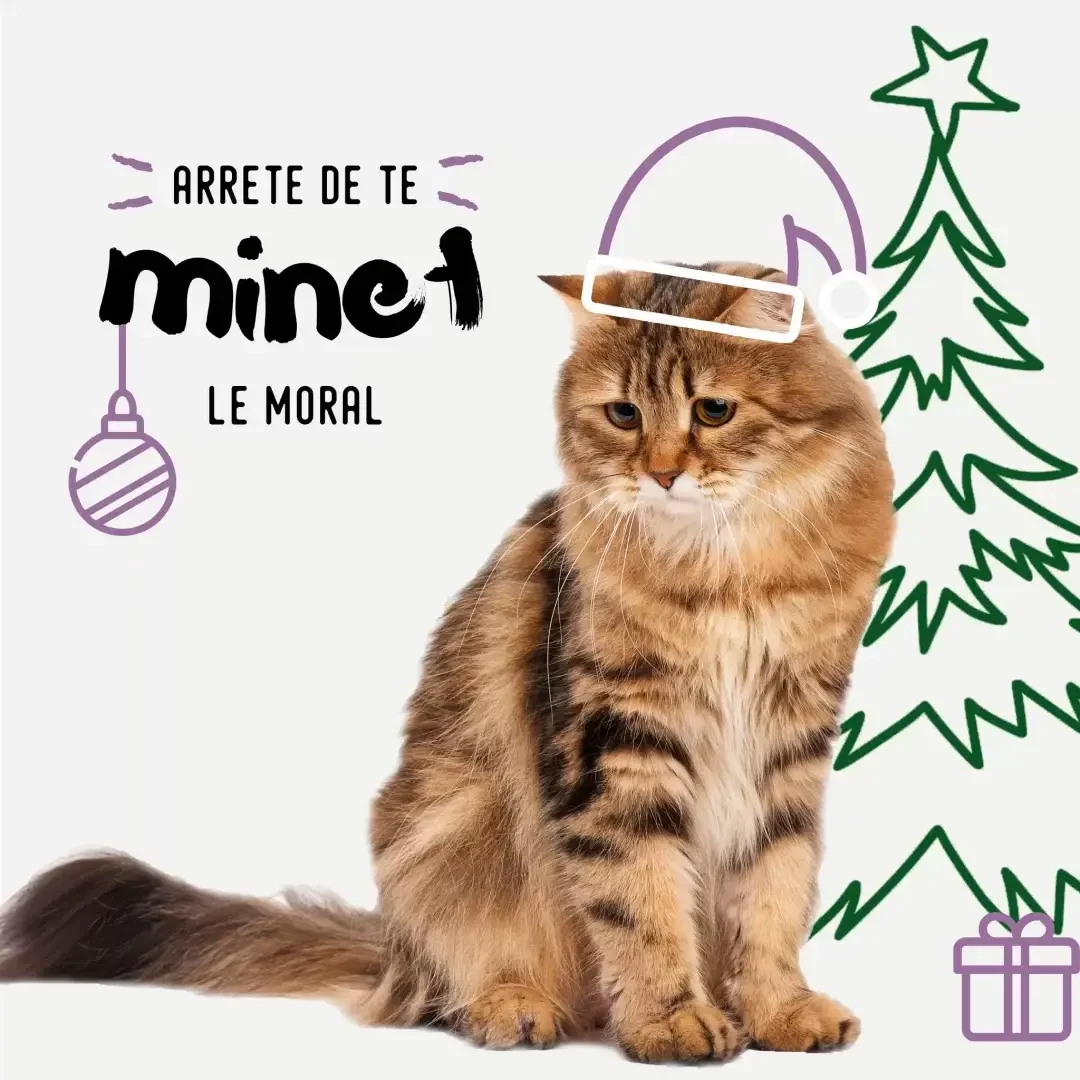 Chat triste avec bonnet de Noël, message humoristique “Arrête de te minet le moral” – campagne social media Biocanina